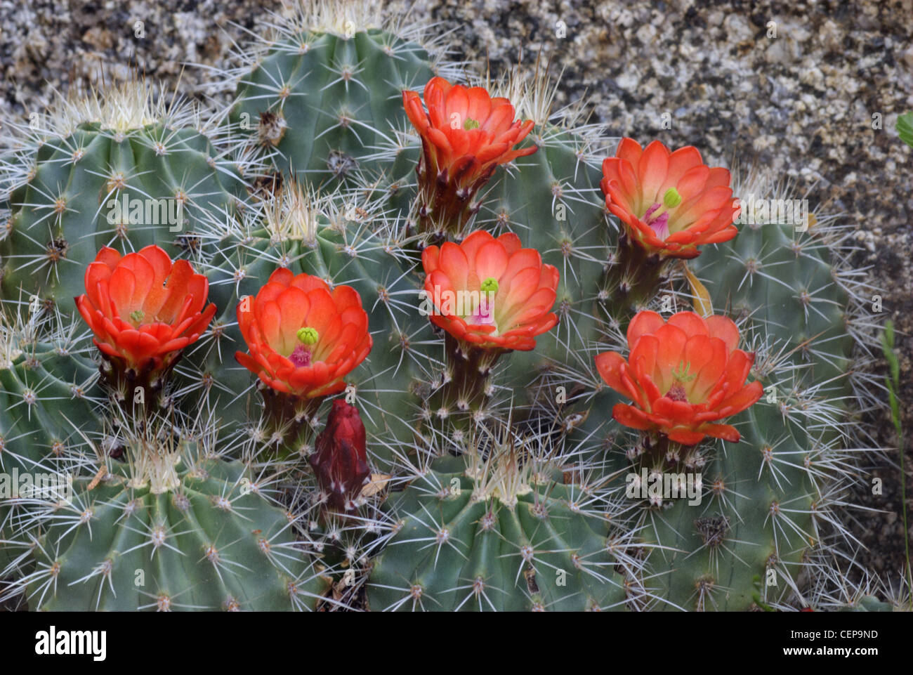 Flowering Red-flowered Hedgehog Cactus, (Echinocereus coccineus