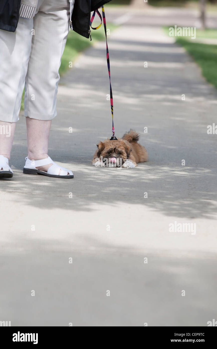 a small dog lays down on the sidewalk while going for a walk; edmonton