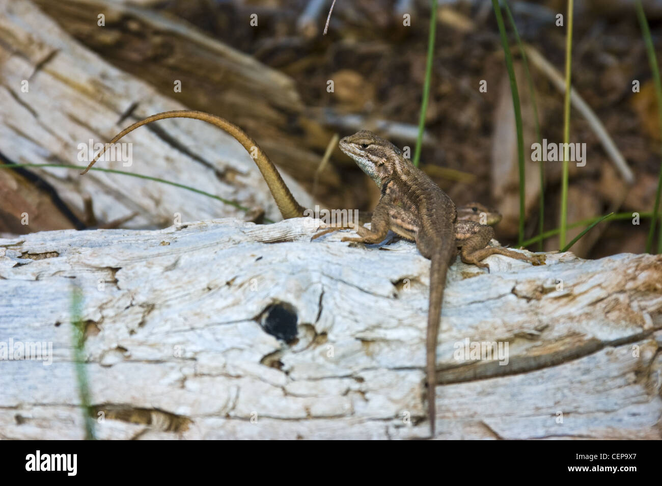Northern Sagebrush Lizard, (Sceloporus graciosus graciosus), Kolob Canyons, Zion National Park, Washington county, Utah, USA. Stock Photo