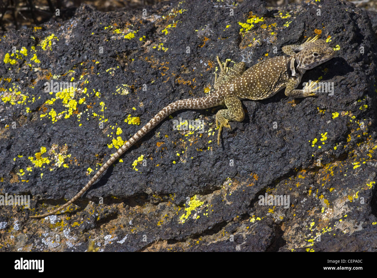 Eastern Collared Lizard, (Crotaphytus collaris), Petroglyph National