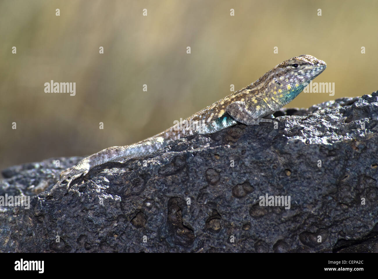 Lizards of mexico hires stock photography and images Alamy