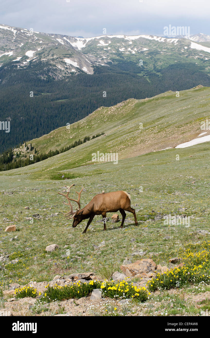 Bull Elk foraging in alpine tundra, Rocky Mountain National Park, Estes ...