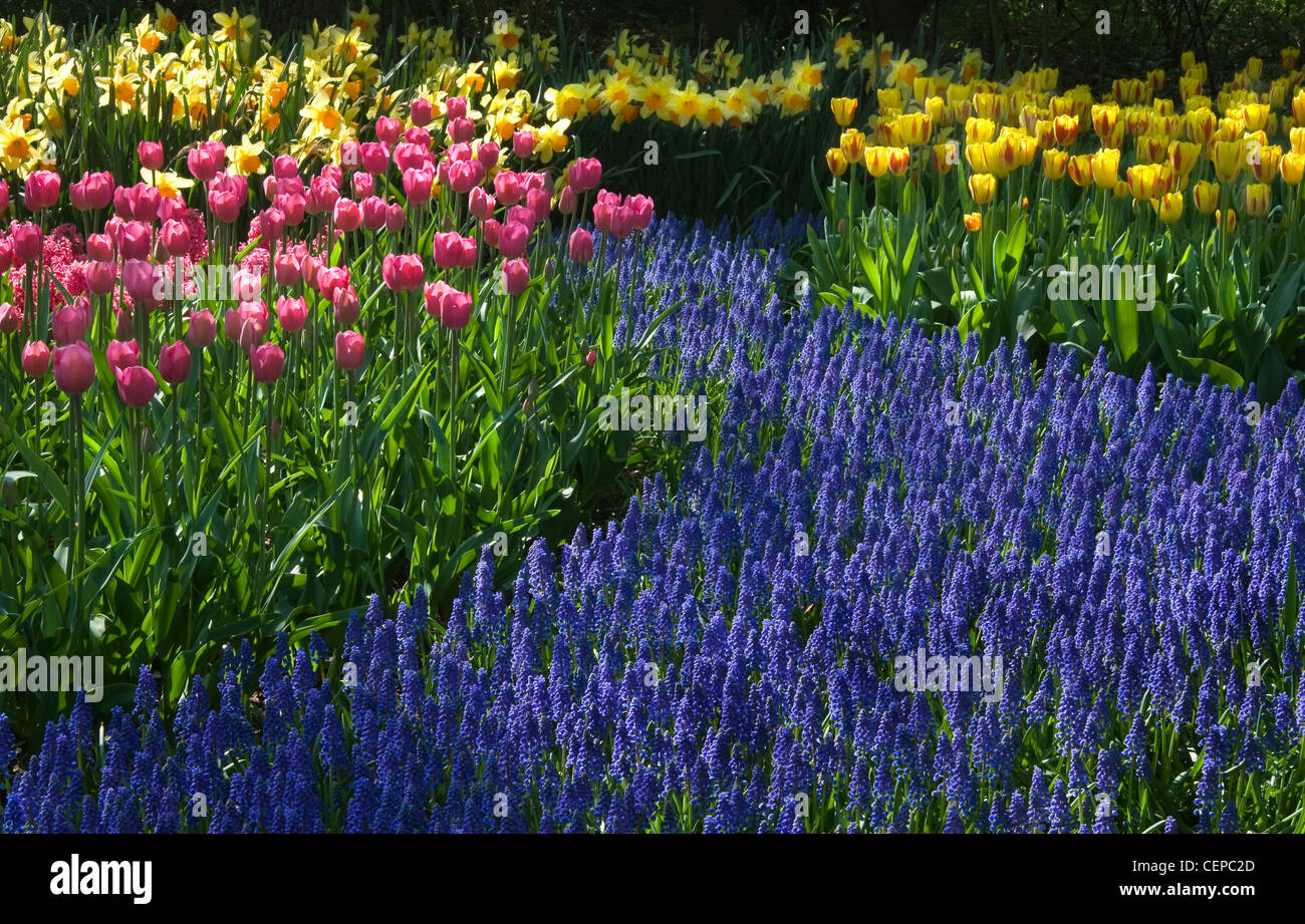 Daffodils and grape hyacinths hires stock photography and images Alamy
