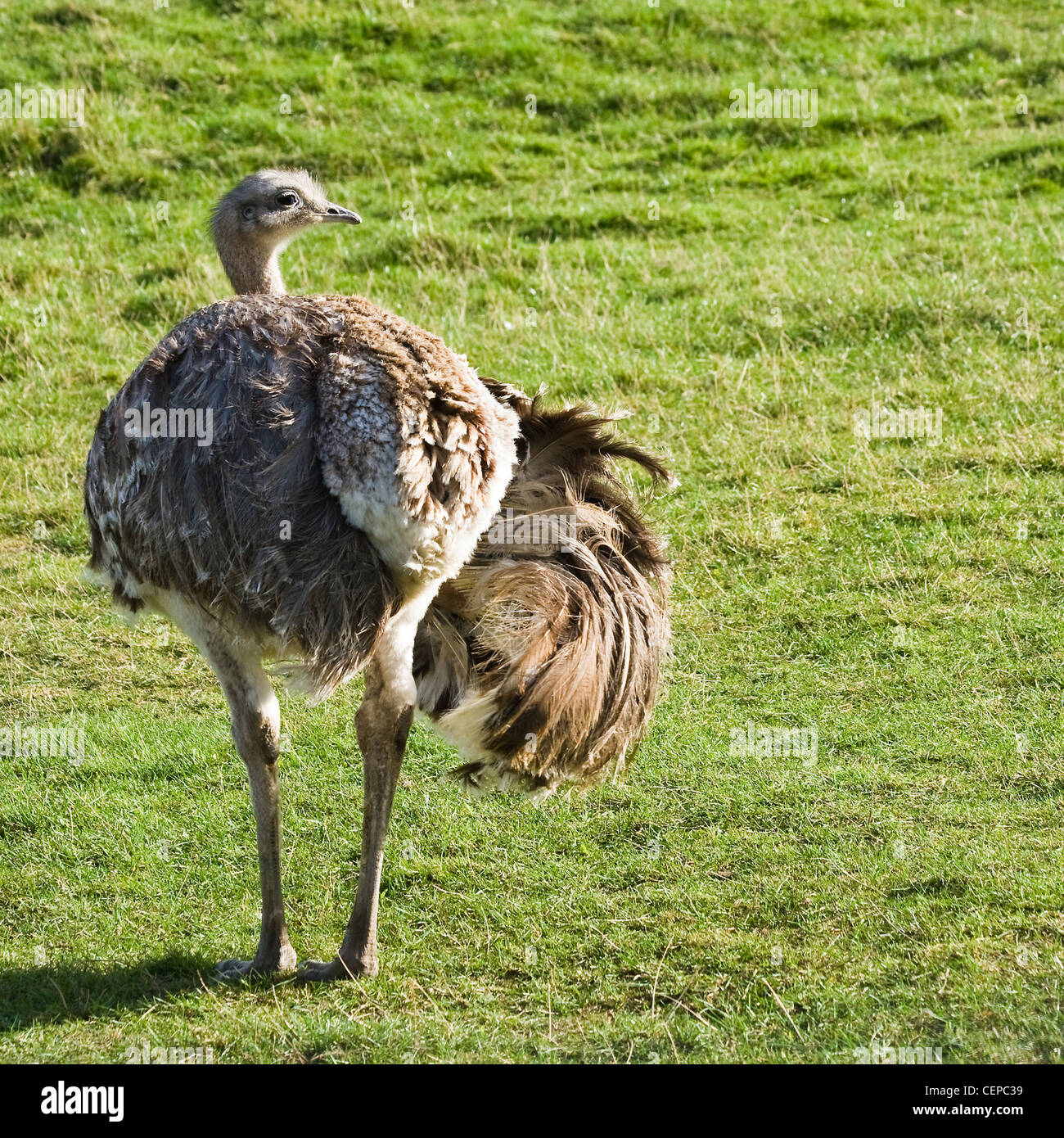Ostrich Darwin's Rhea, Lesser Rhea or Pterocnemia pennata seen from backside with one spreaded wing Stock Photo