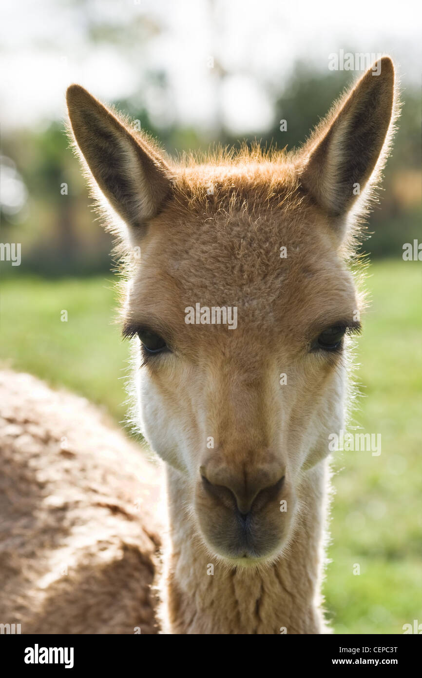 Vicuna or Vicugna standing on field en looking straight forward with backlight on head Stock Photo