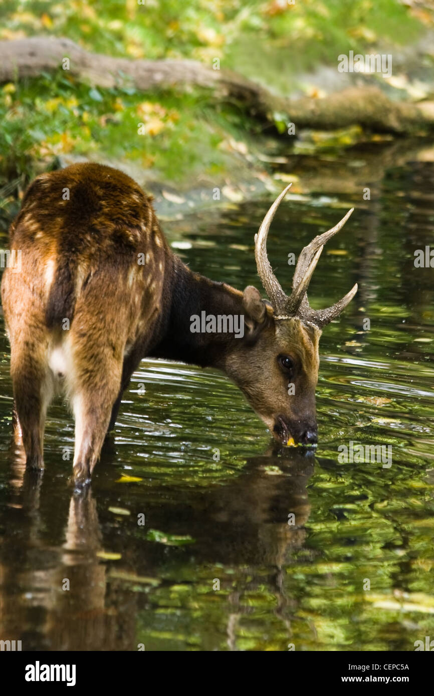 Male Philippine spotted deer, Cervus- or Rusa alfredi standing in water and drinking Stock Photo