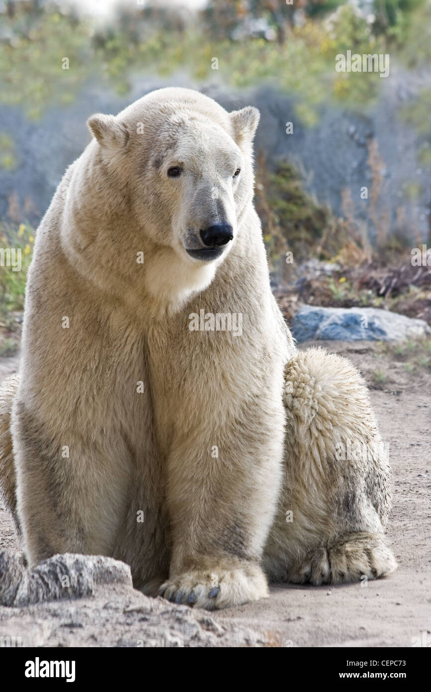 Sitting ice- or polarbear looking - vertical image Stock Photo