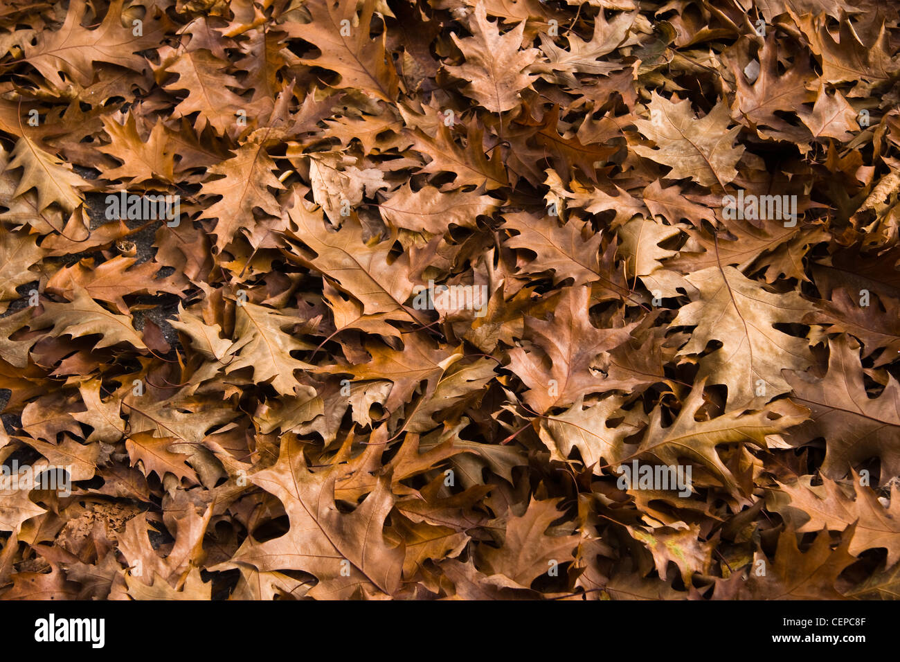 Backgound of light brown fallen autumn leaves - American oak Stock Photo