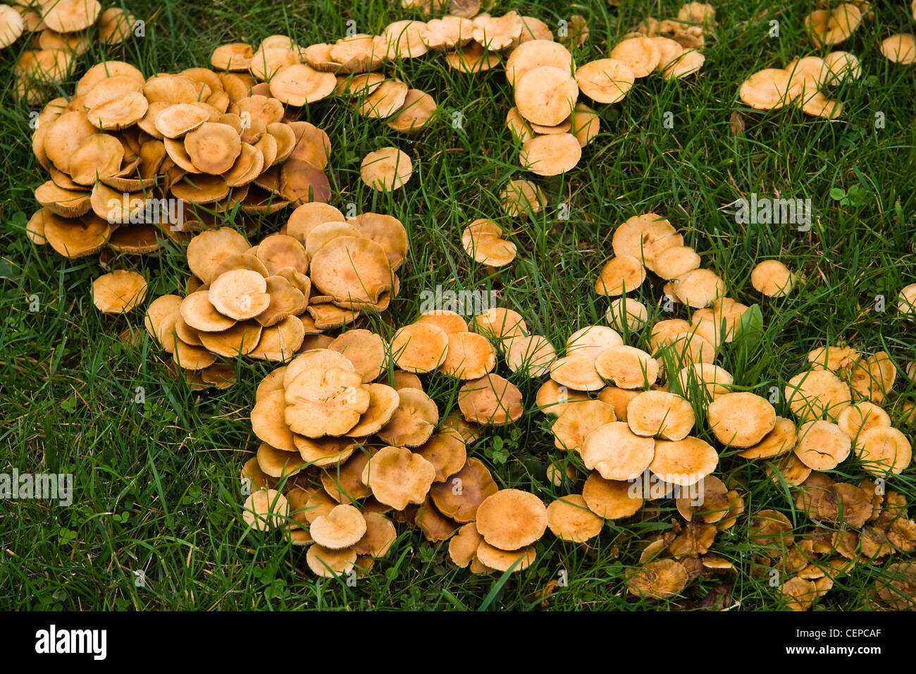 Mushrooms growing in a circle as a fairy ring in the grass in autumn Stock Photo