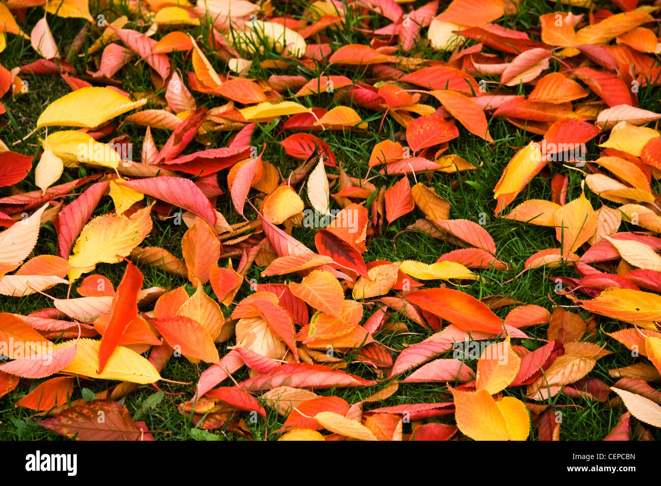Background of colorful fallen autumn leaves on grass - Cherry tree ...