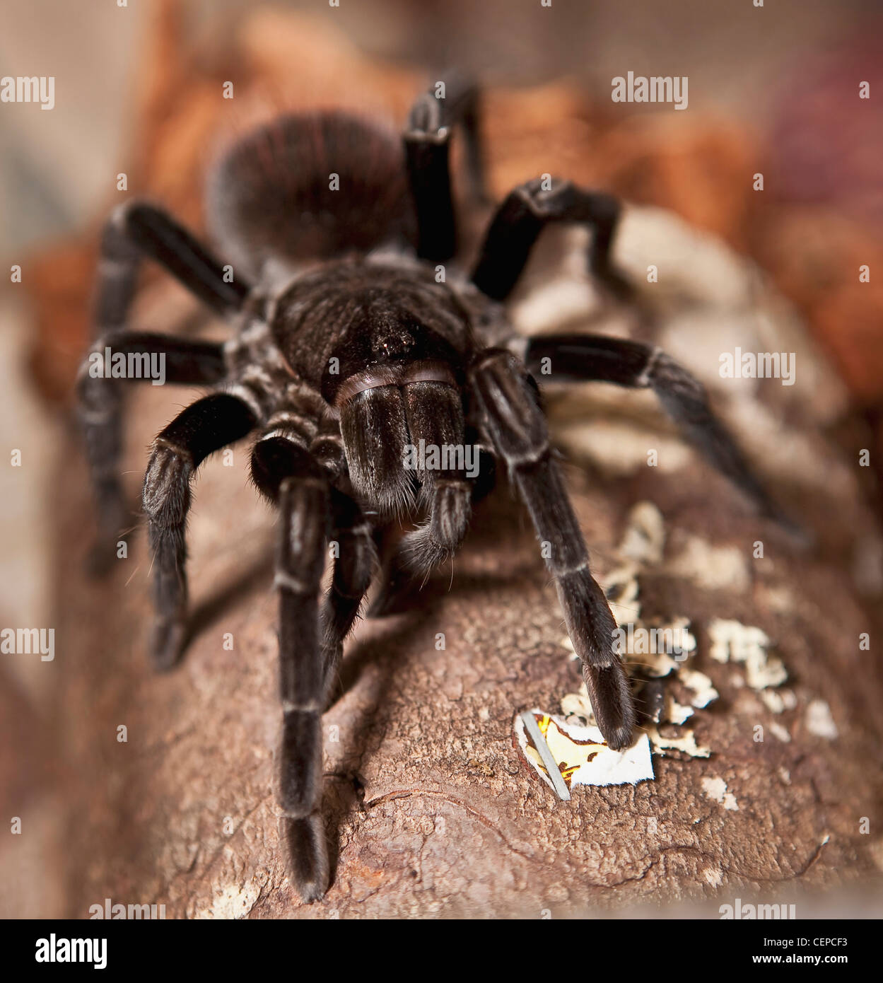 a spider on a log; edmonton, alberta, canada Stock Photo