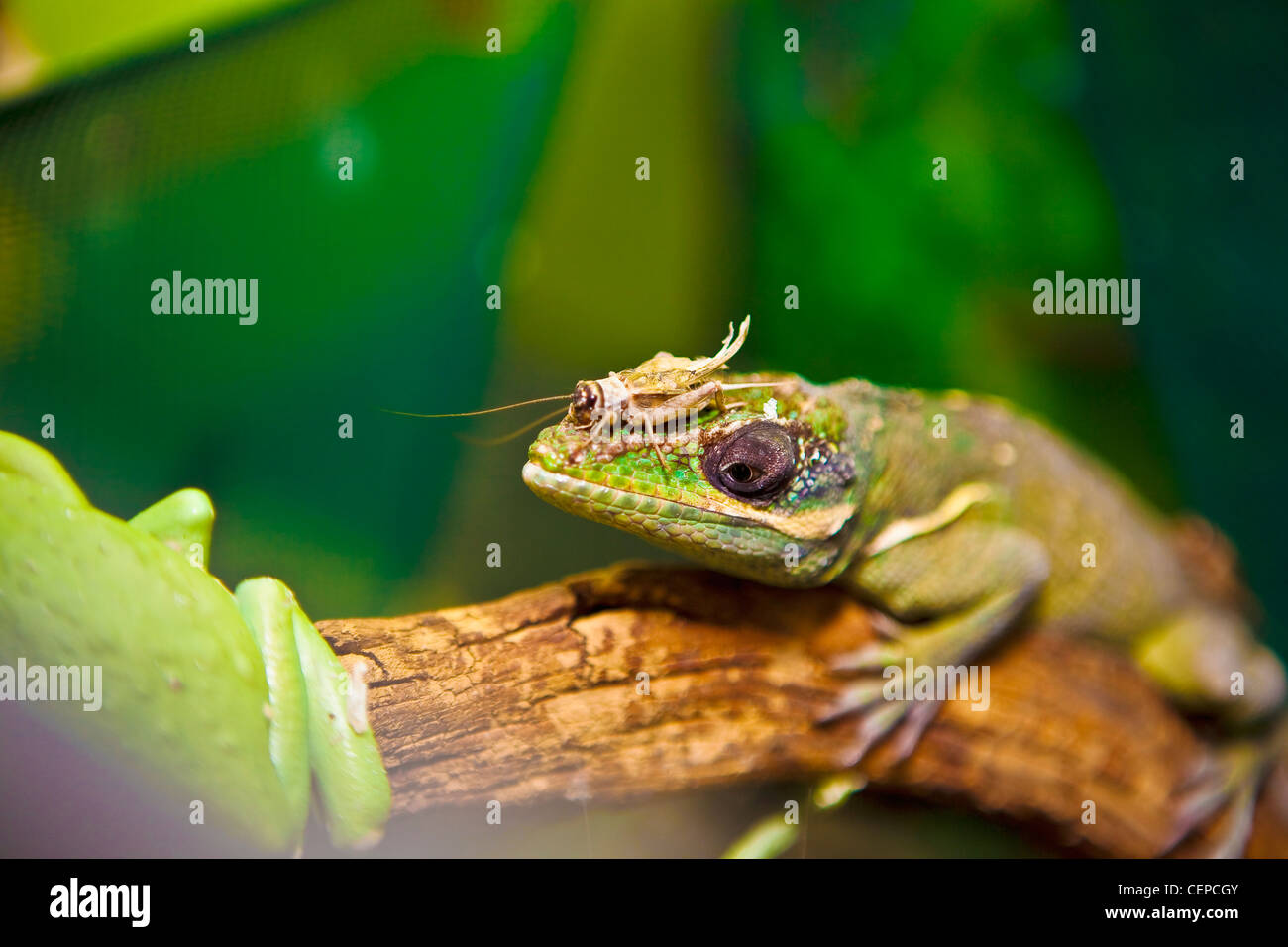 Pin on Snakes, frogs and lizards