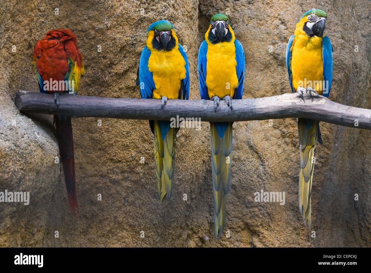 Three yellow and blue parrots in row and one with different colors Stock Photo