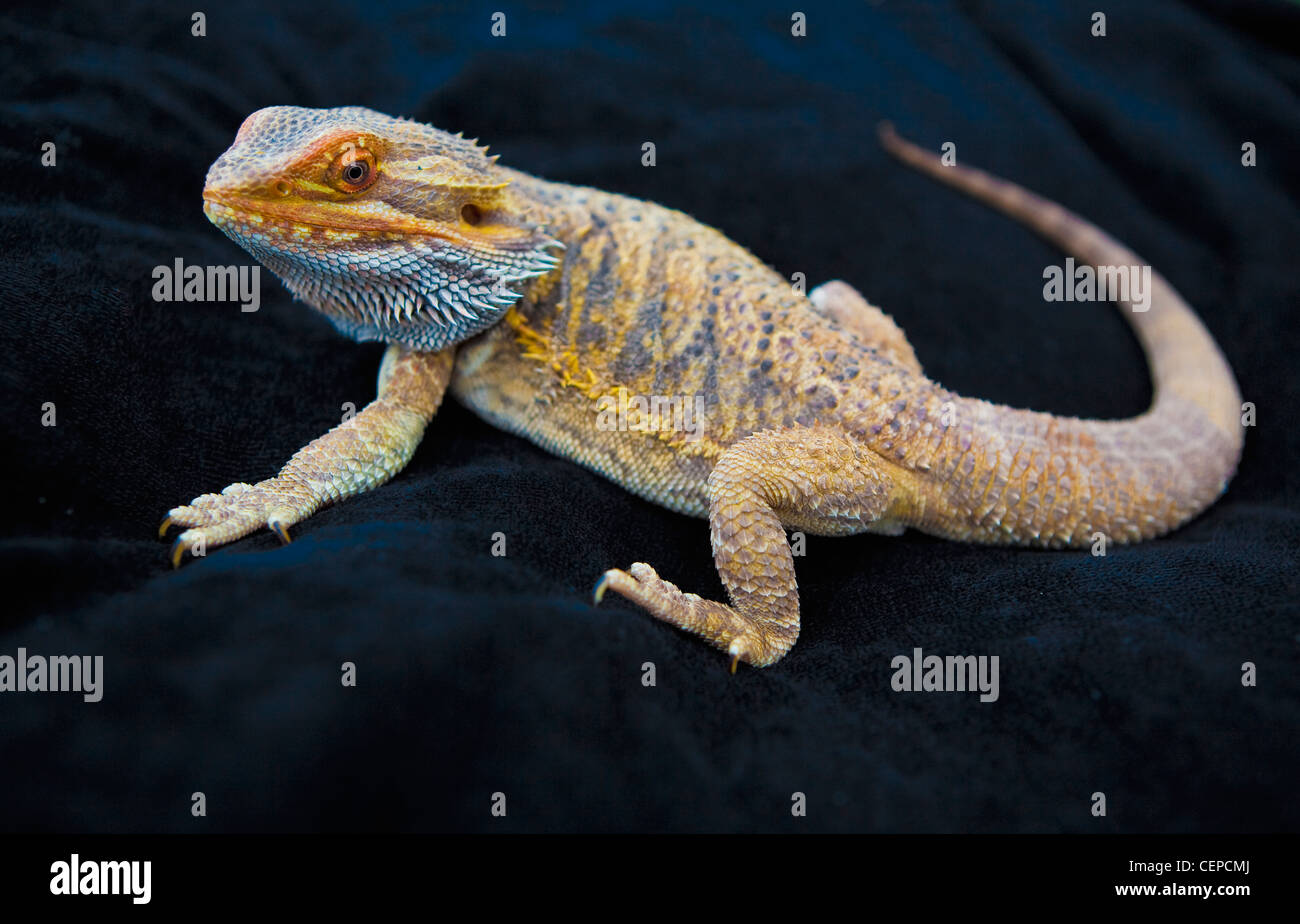 a lizard sitting on a rock (lacertilia); edmonton, alberta, canada Stock Photo