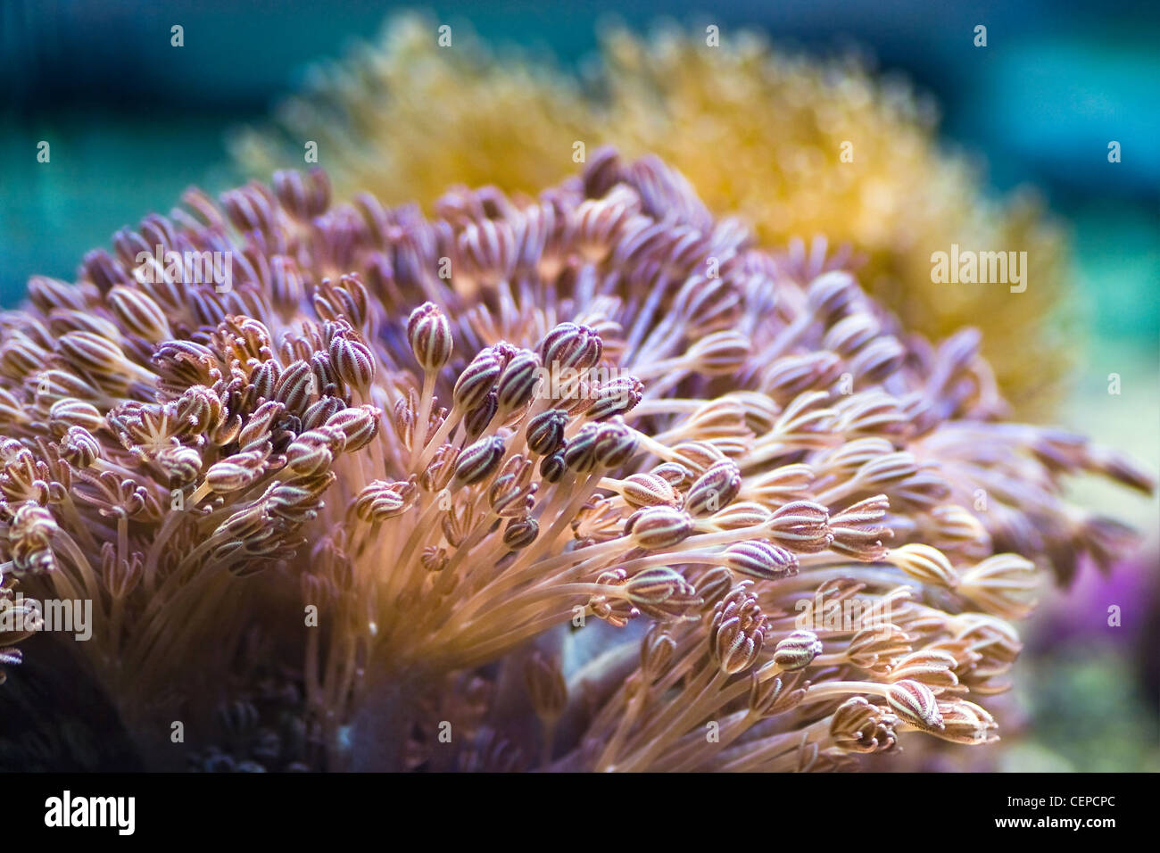 Sea anemones are predatory sea animals, they look like a flower Stock Photo