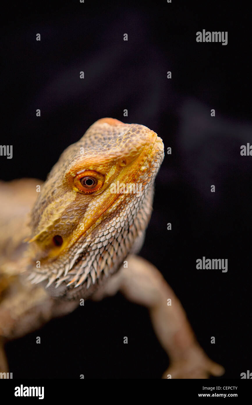 a lizard (lacertilia); edmonton, alberta, canada Stock Photo