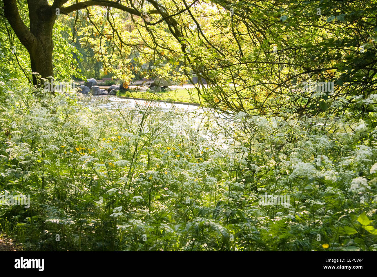 Spring white and green with blooming Cow Parsley in park Stock Photo