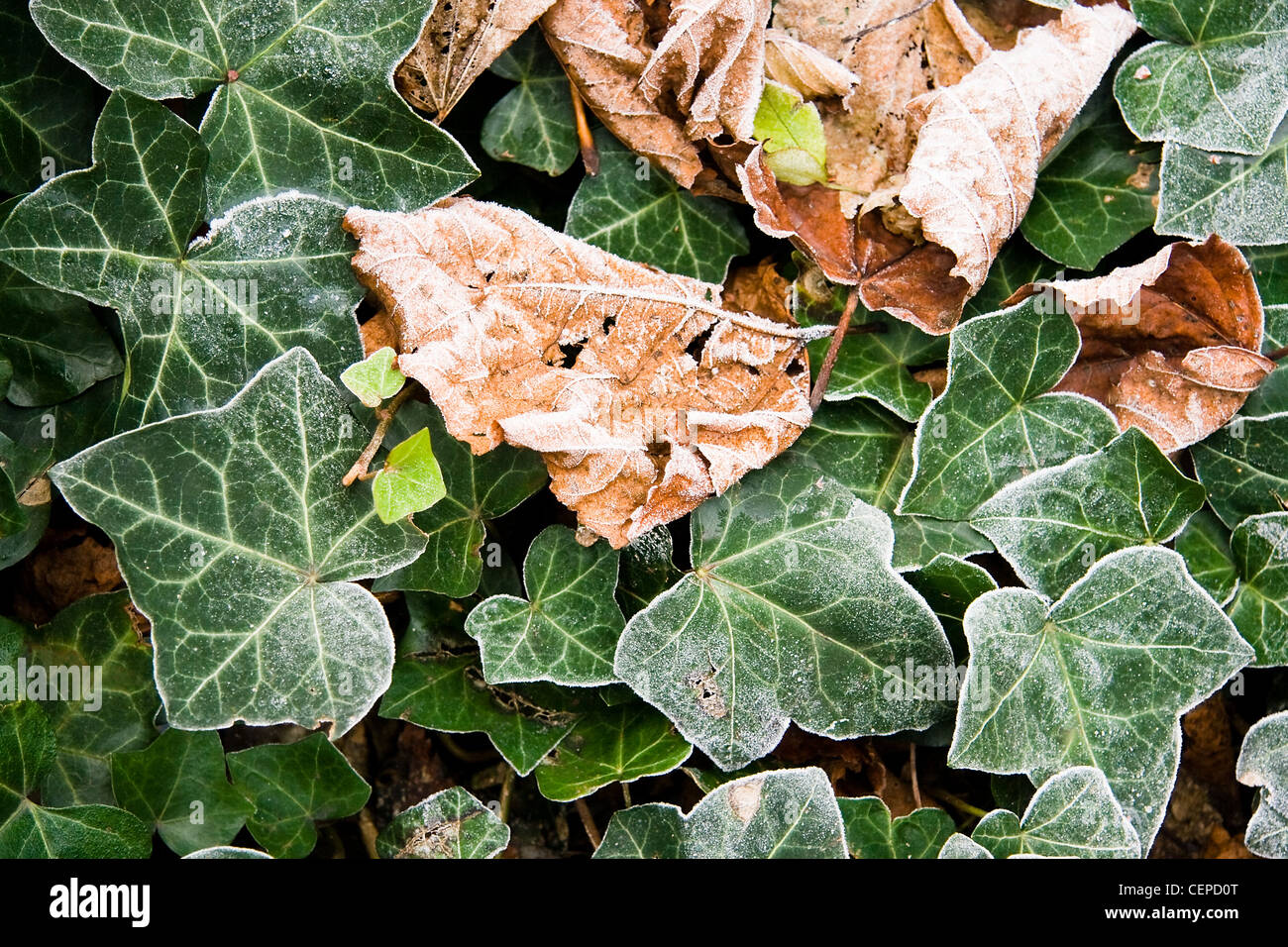 Common Ivy and fallen frosted leaves in winter Stock Photo Alamy