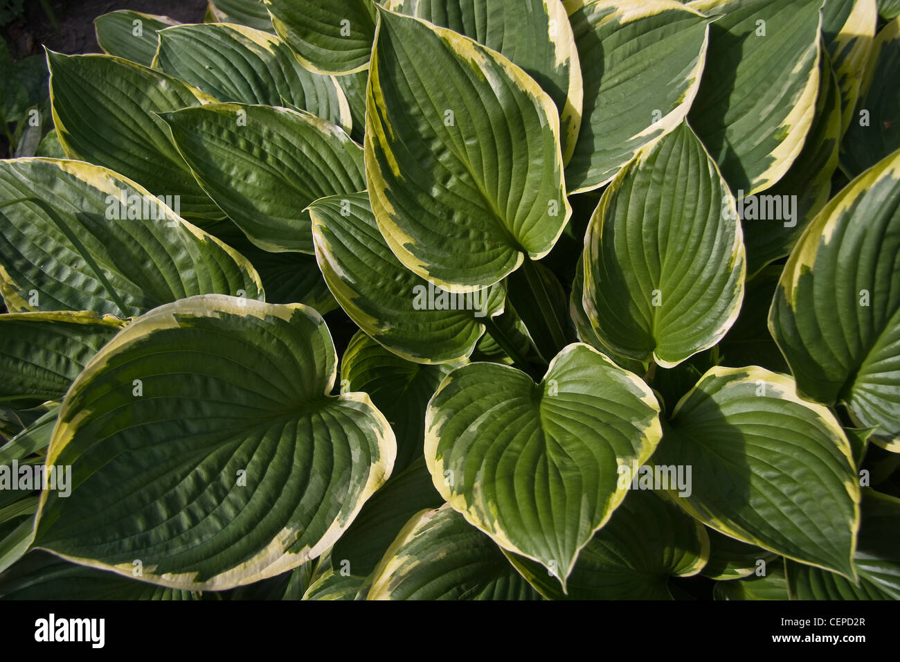 Leaves of Hosta or Funkia in yellow, white and green colors Stock Photo