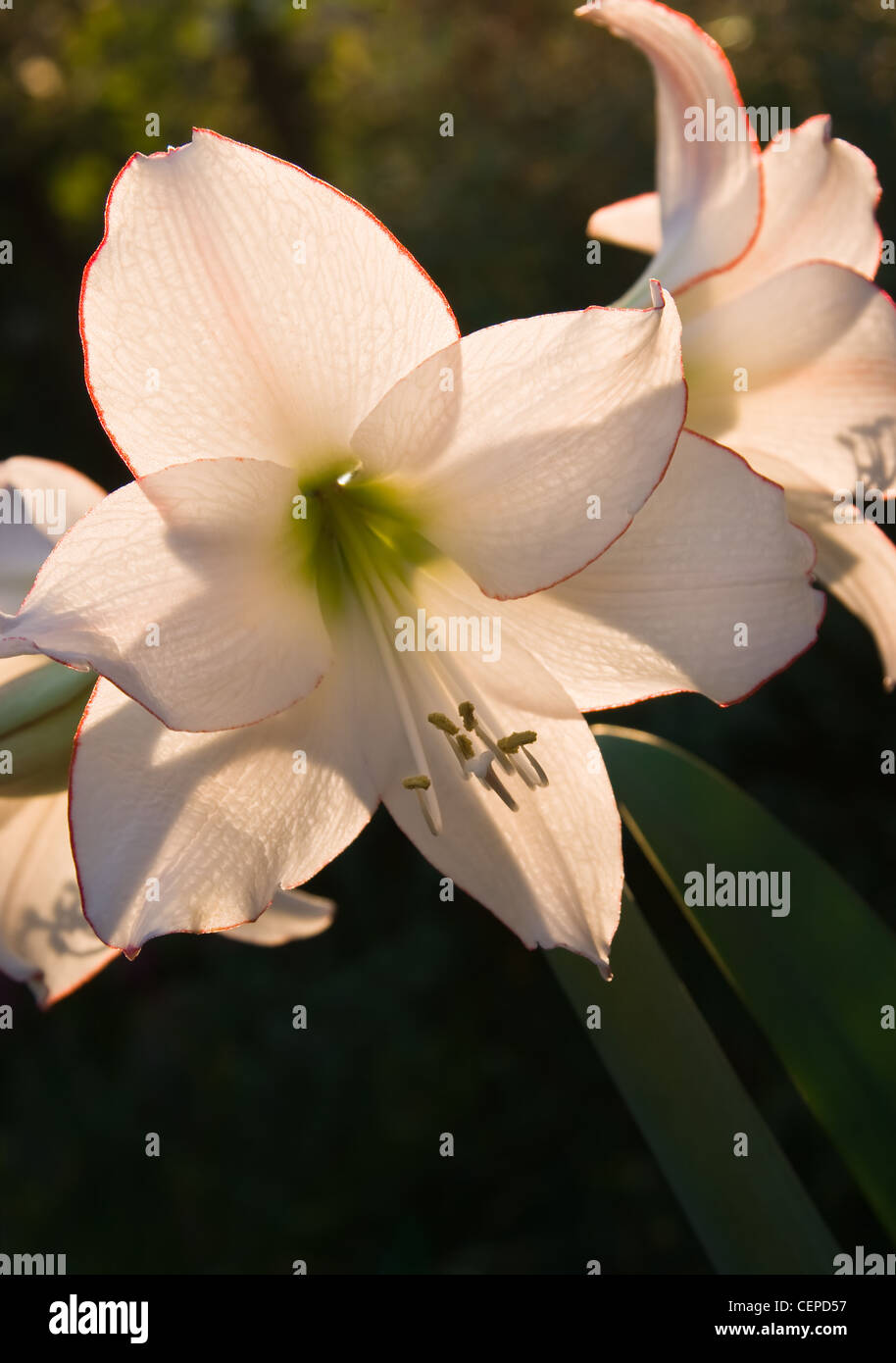 Hippeastrum or Amaryllis Picotee flowers in summer evening light Stock Photo