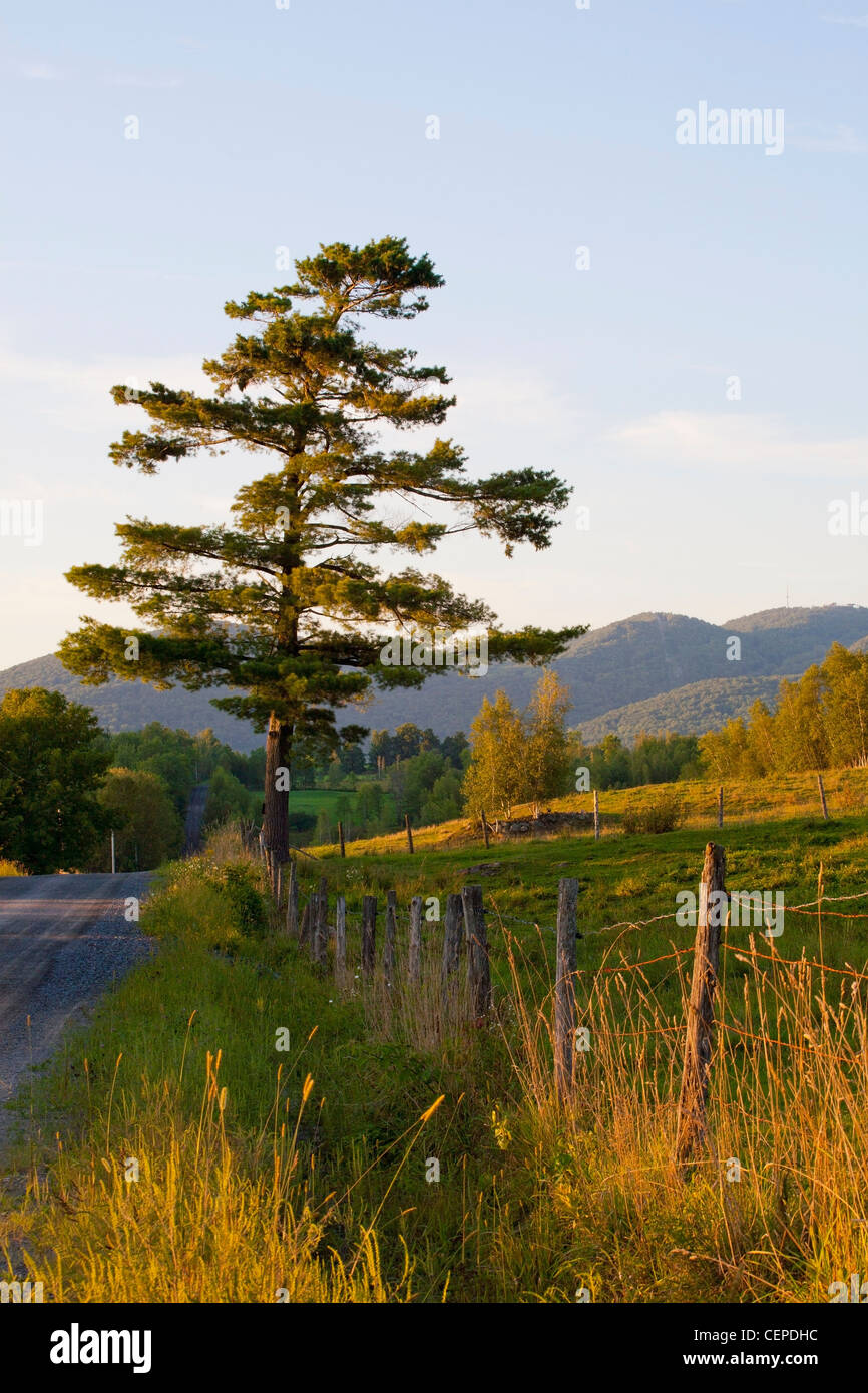 a lone pine tree along a road; iron hill, quebec, canada Stock Photo