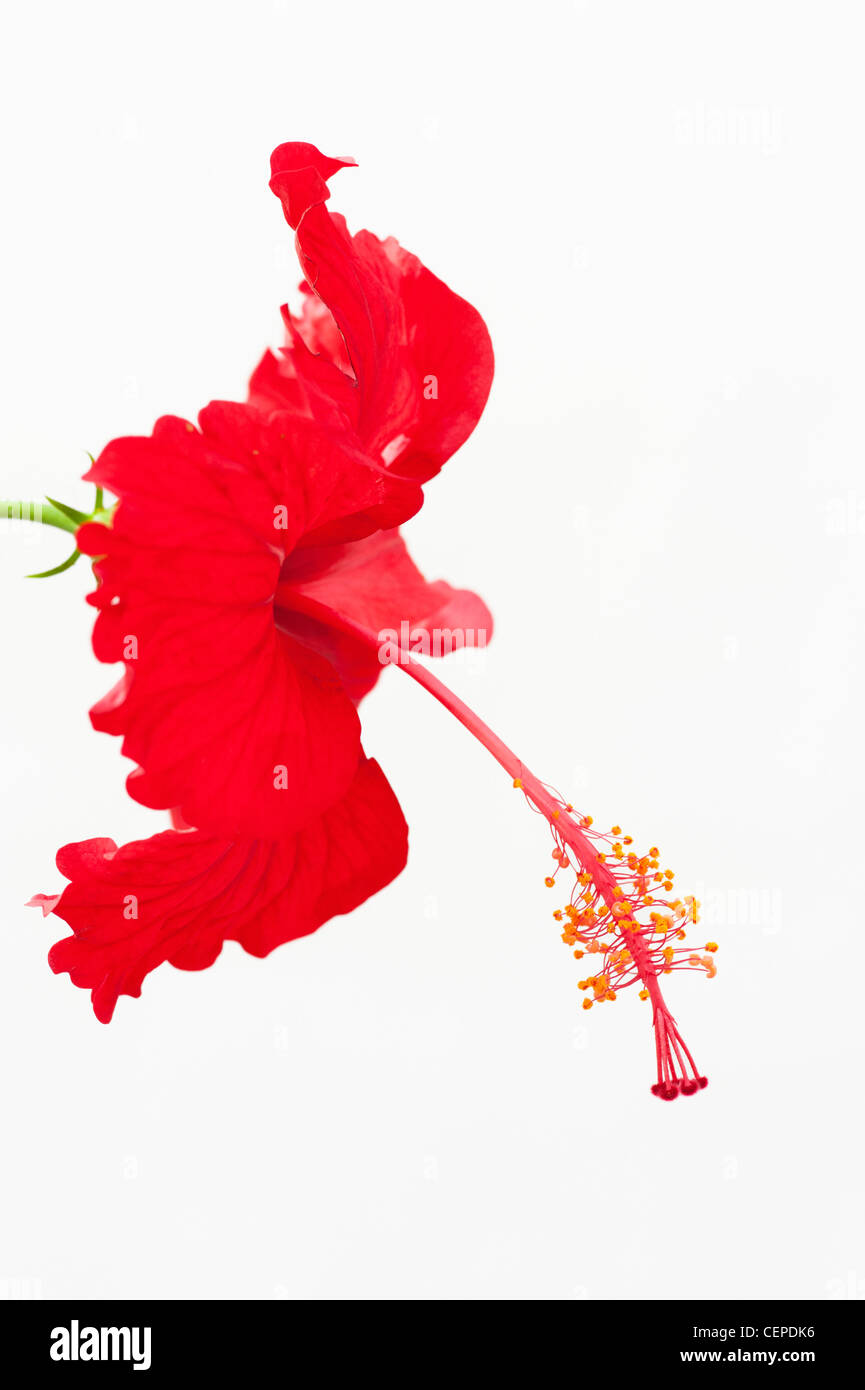 Hibiscus Rosa Sinensis. Red Hibiscus flower on white background Stock