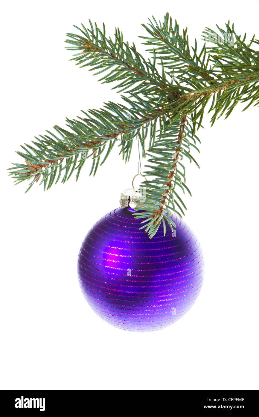 blue christmas tree ball hanging from spruce isolated on white ...