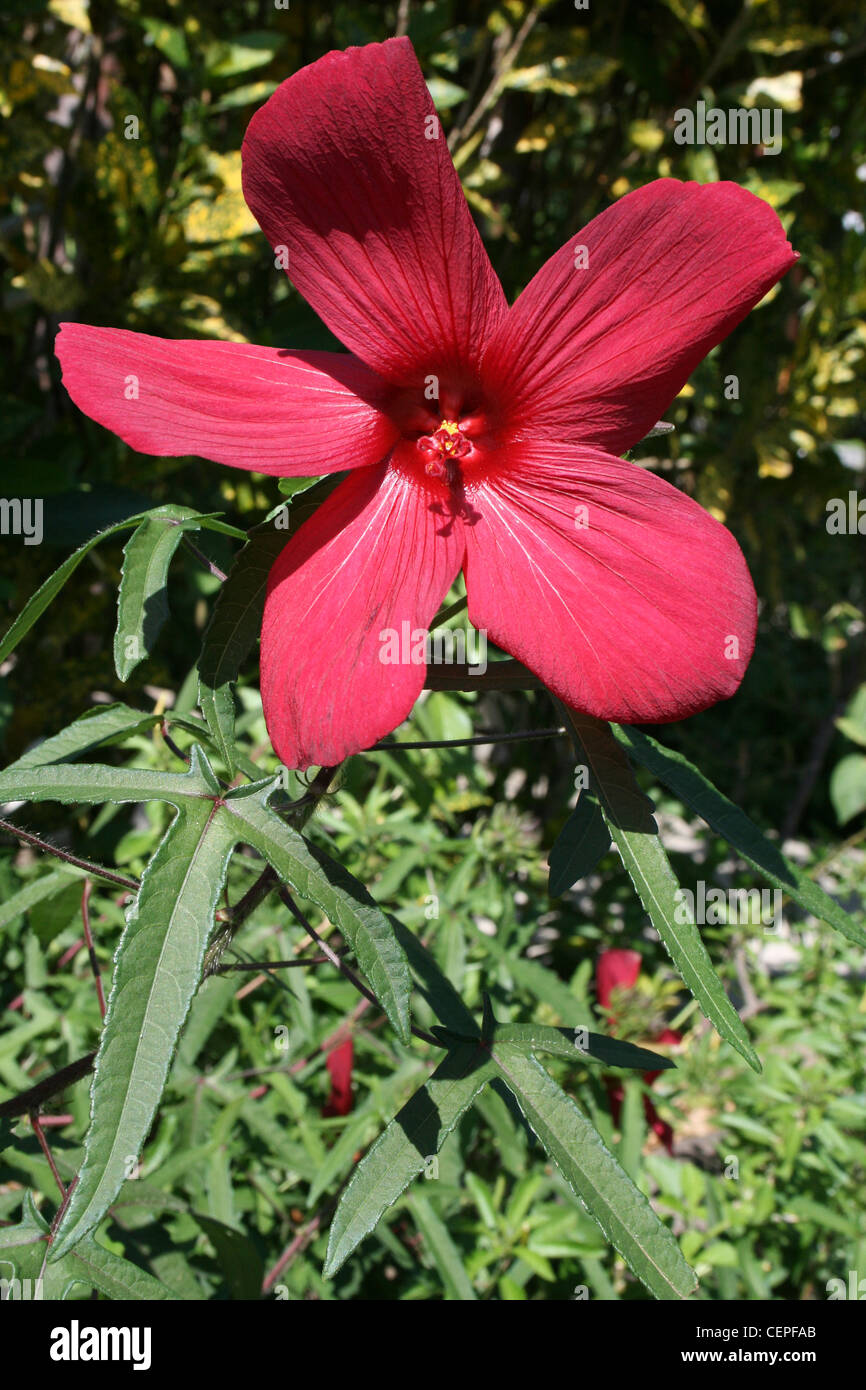 Red Costa Rican Garden Flower Stock Photo