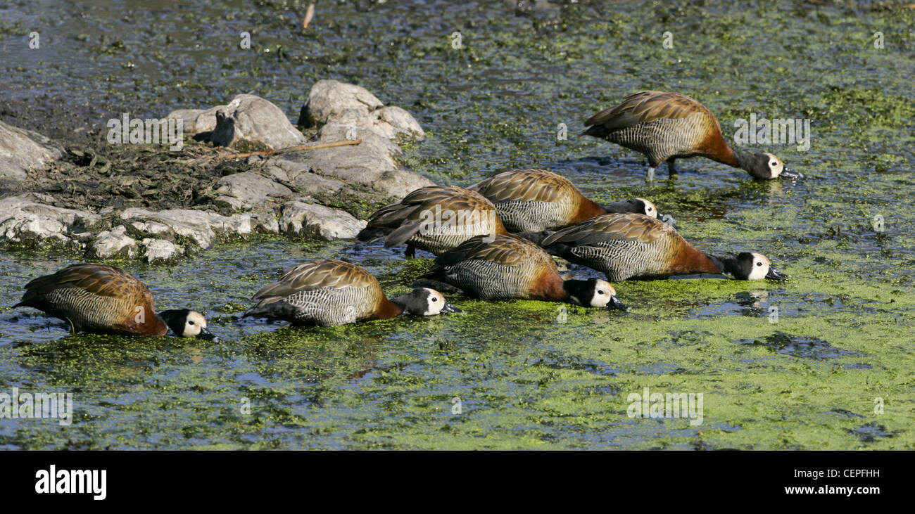 White Faced Whistling Duck (Dendrocygna viduata), South Africa Stock Photo