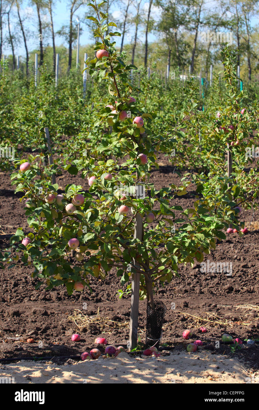 Semi dwarf apple tree