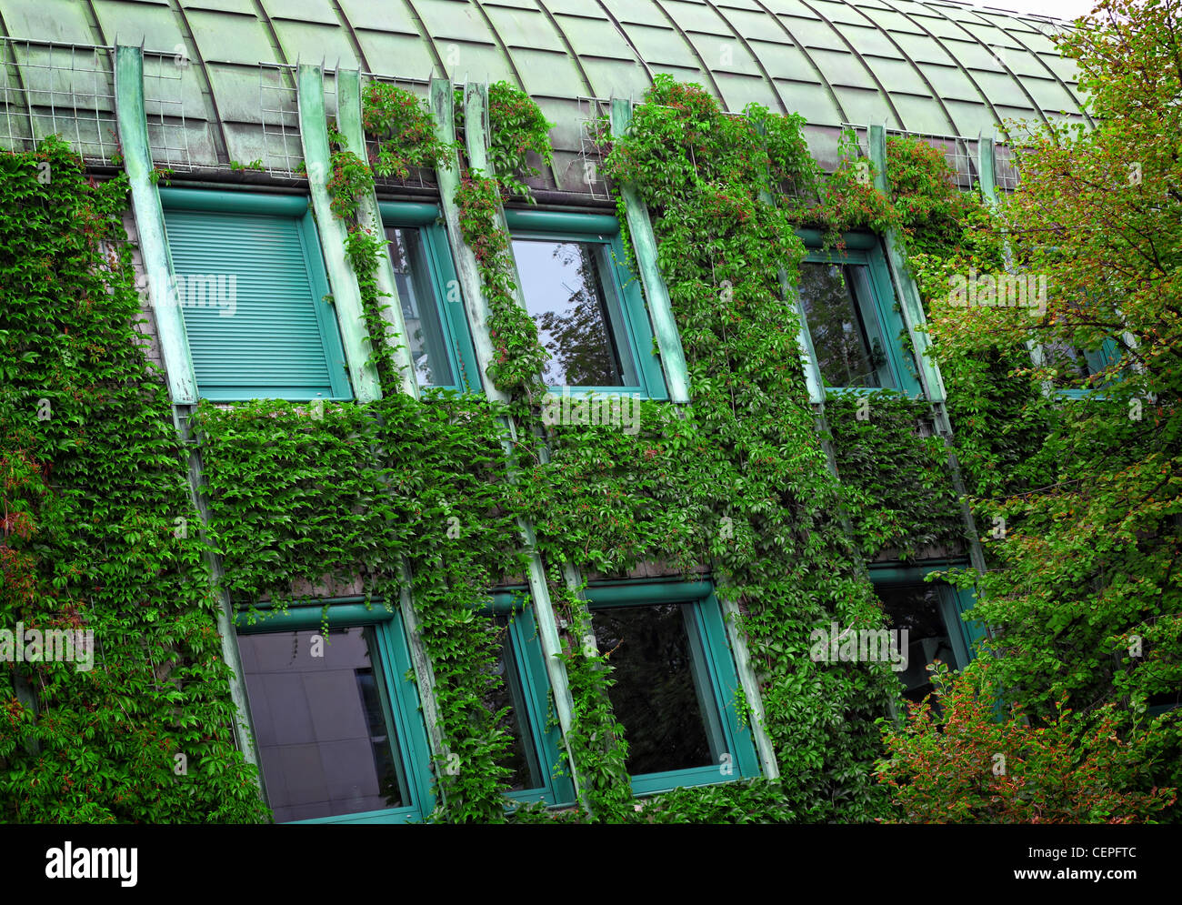 detail of modern house with plant on wall Stock Photo