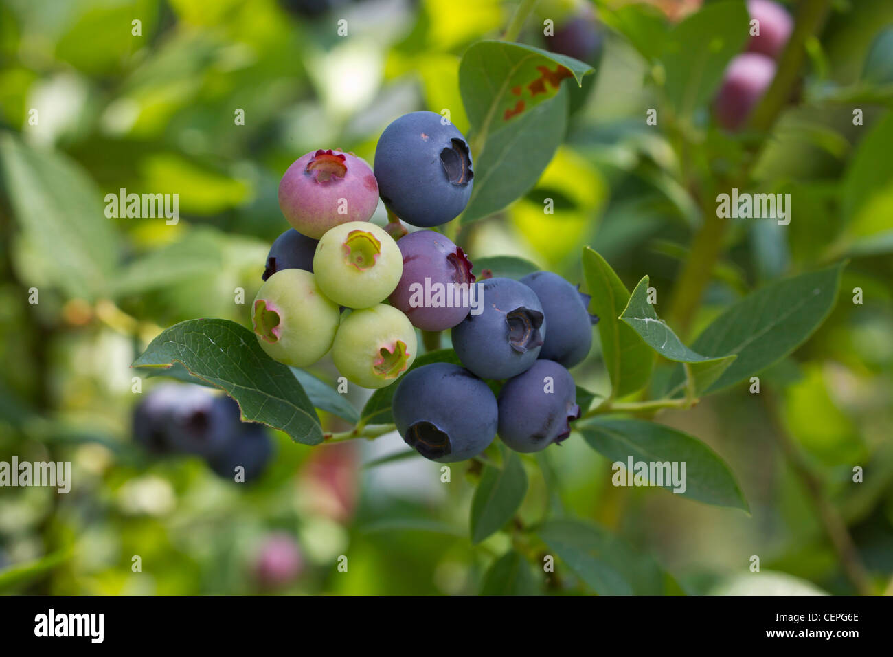 blueberry blueberries black berry blaubeeren Stock Photo