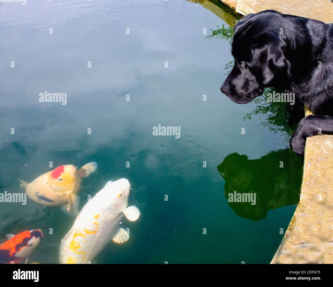 a dog watching fish in a pond; newbrough, northumberland, england Stock Photo