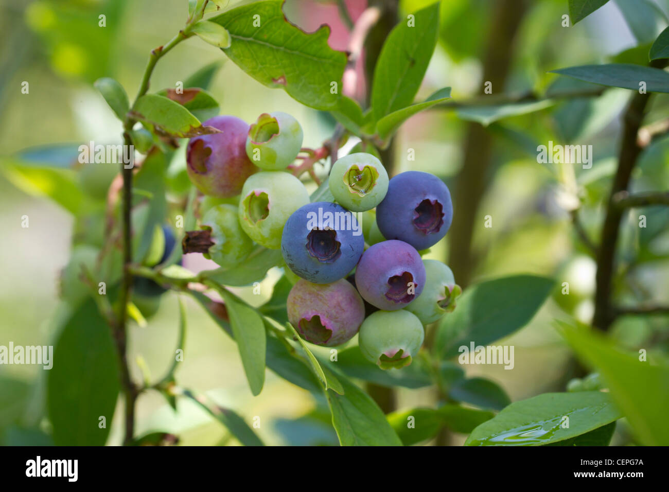 blueberry blueberries black berry blaubeeren Stock Photo