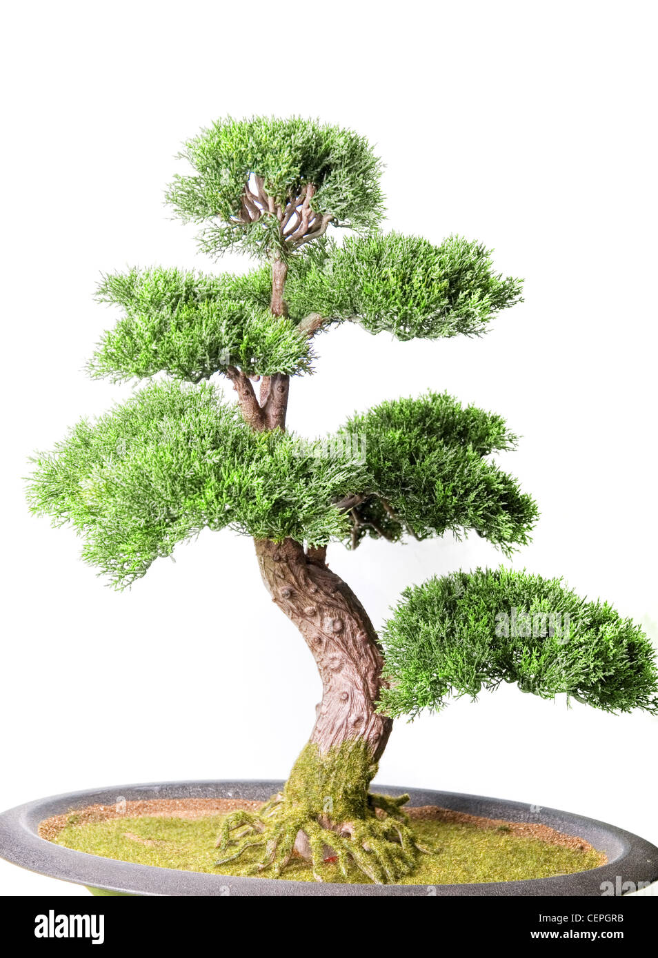 Bonsai tree isolated on a white background Stock Photo - Alamy