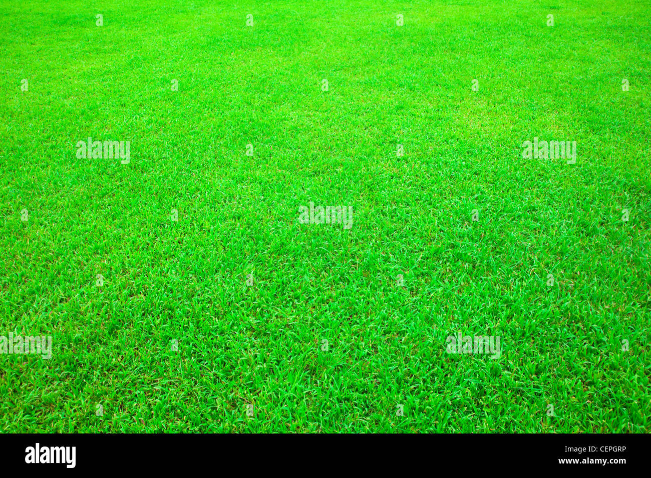 Green grass full screen wallpaper background Stock Photo