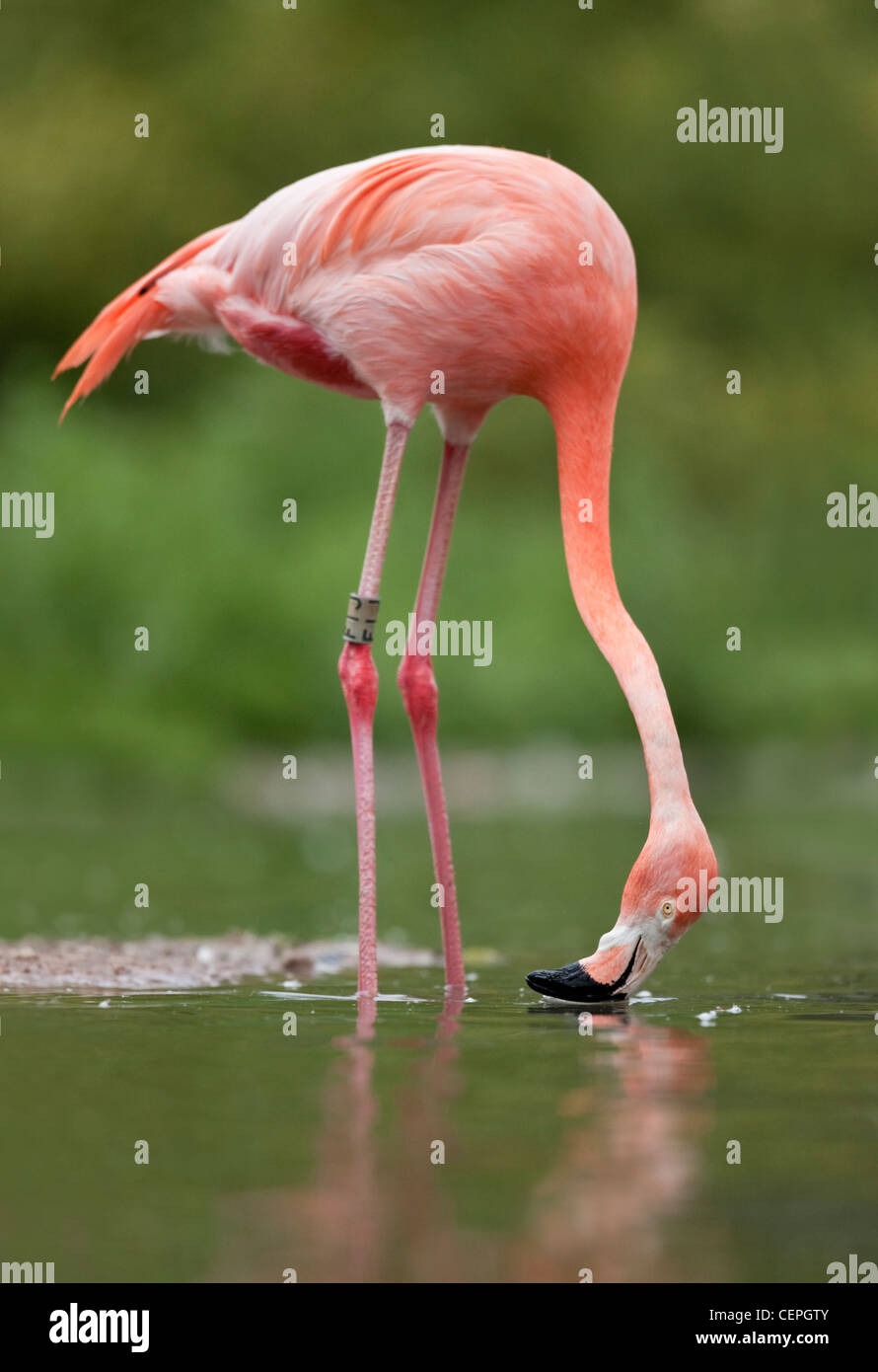 American Flamingo (Phoenicopterus ruber), Slimbridge, Gloucestershire, UK Stock Photo