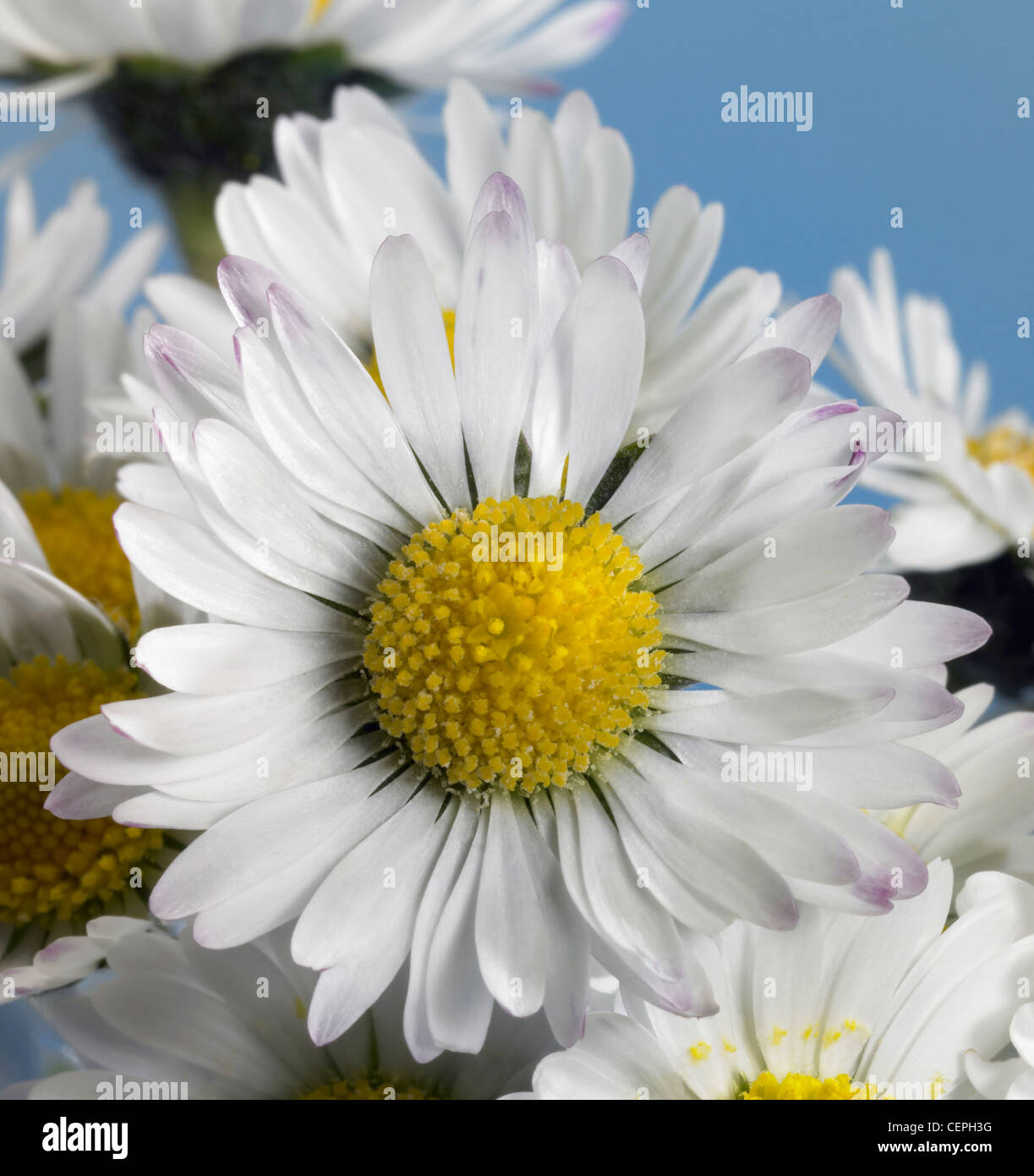 closeup of some daisy flowers in blue back Stock Photo