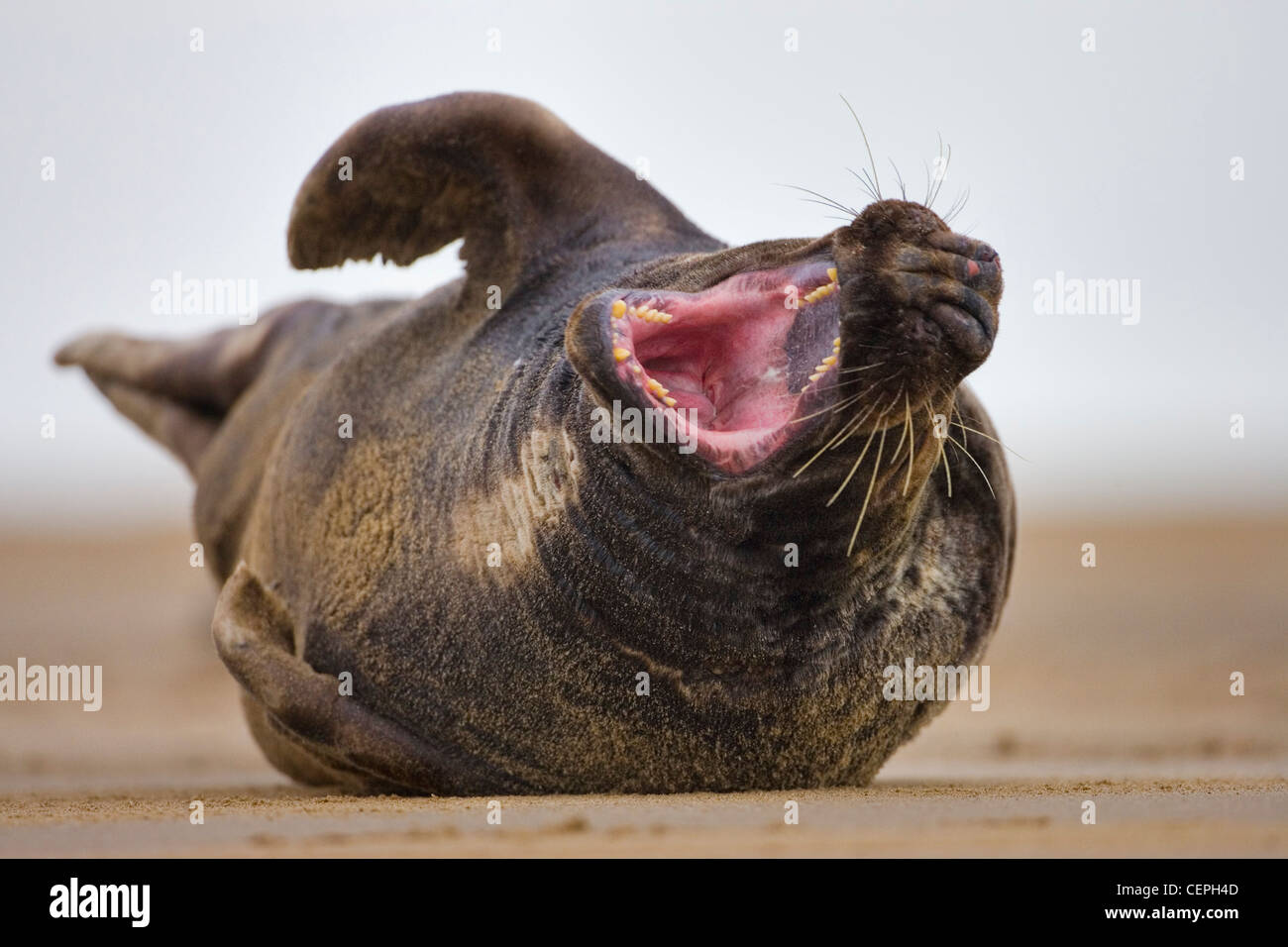 Seal {Halichoerus grypus) yawning on the beach, Donna Nook, Lincolnshire, UK Stock Photo