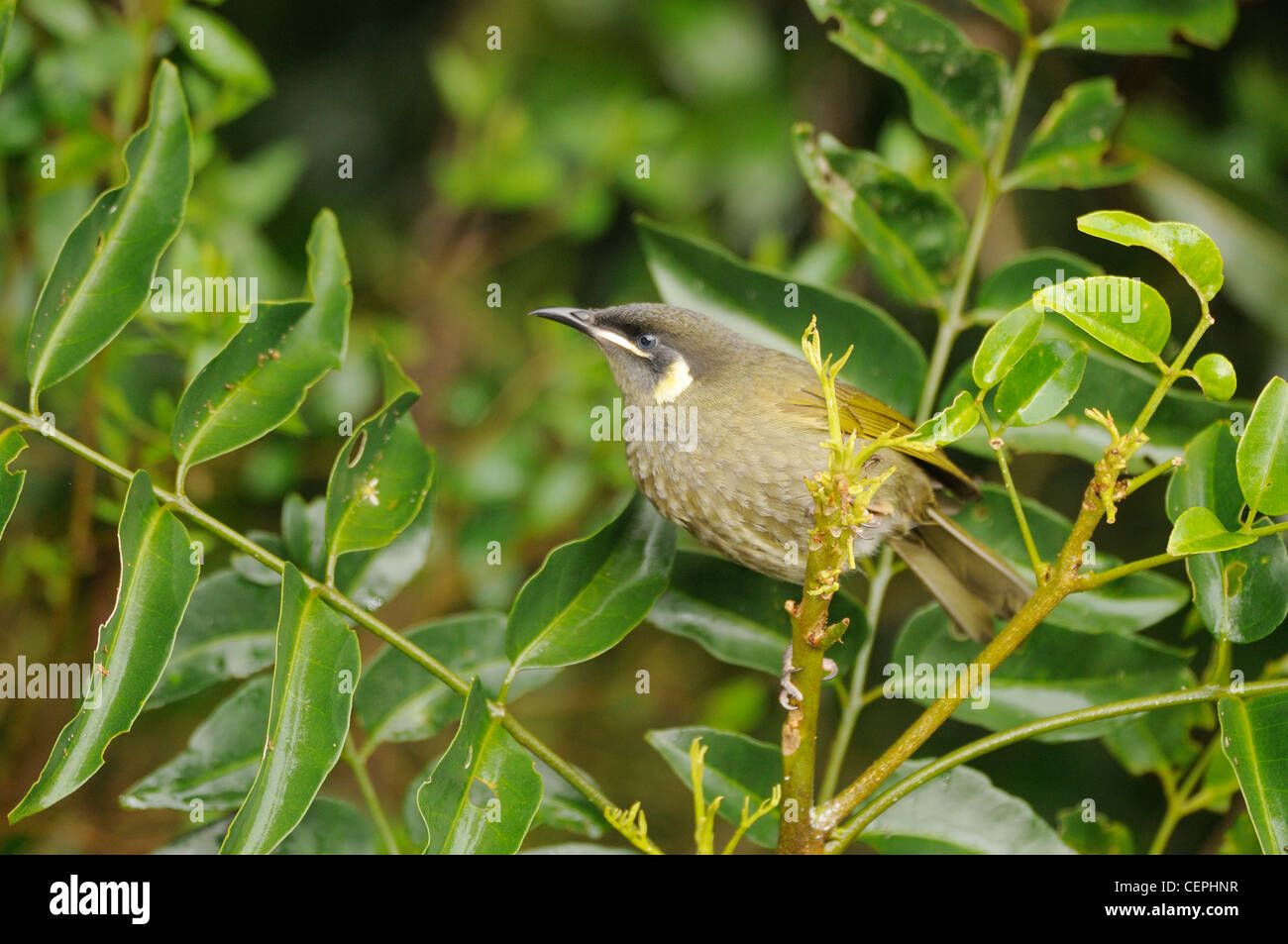 Lewins Honeyeater Meliphaga Lewinii Photographed In Queensland Hi res 