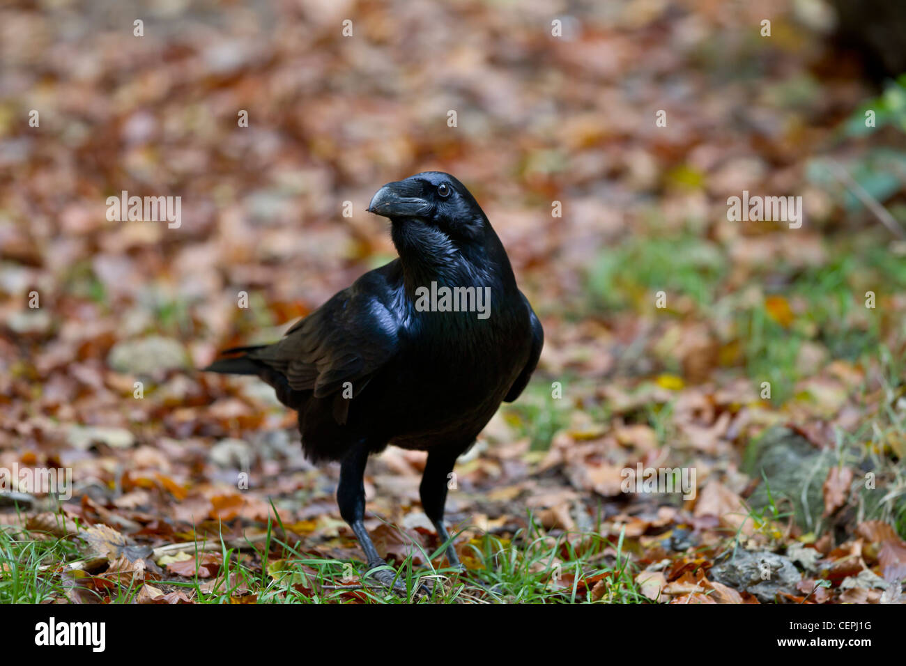Kolkrabe, Corvus corax,common raven Stock Photo