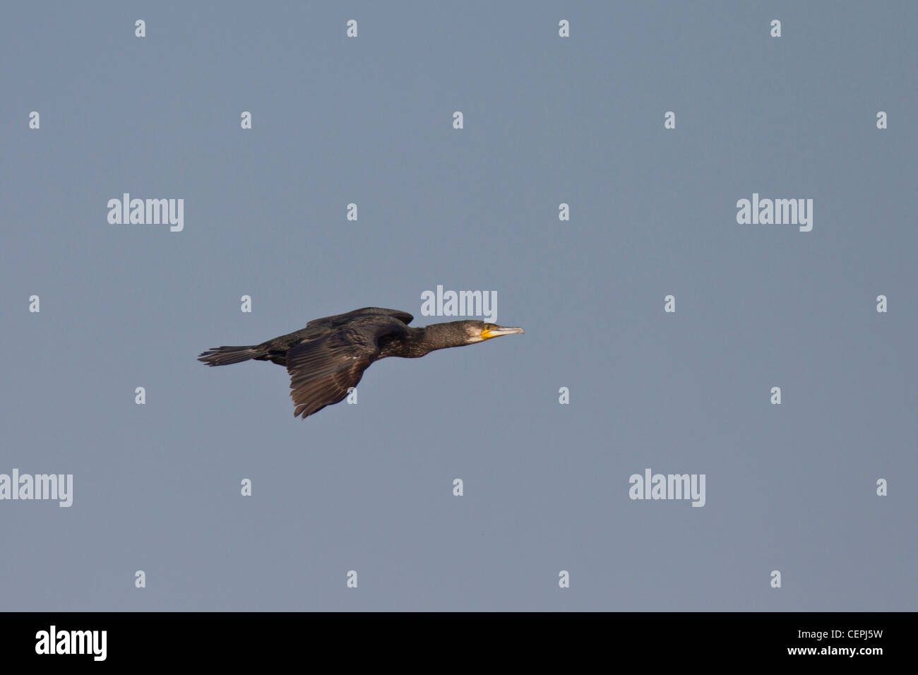 Kormoran, Phalacrocorax carbo, great cormorant Stock Photo