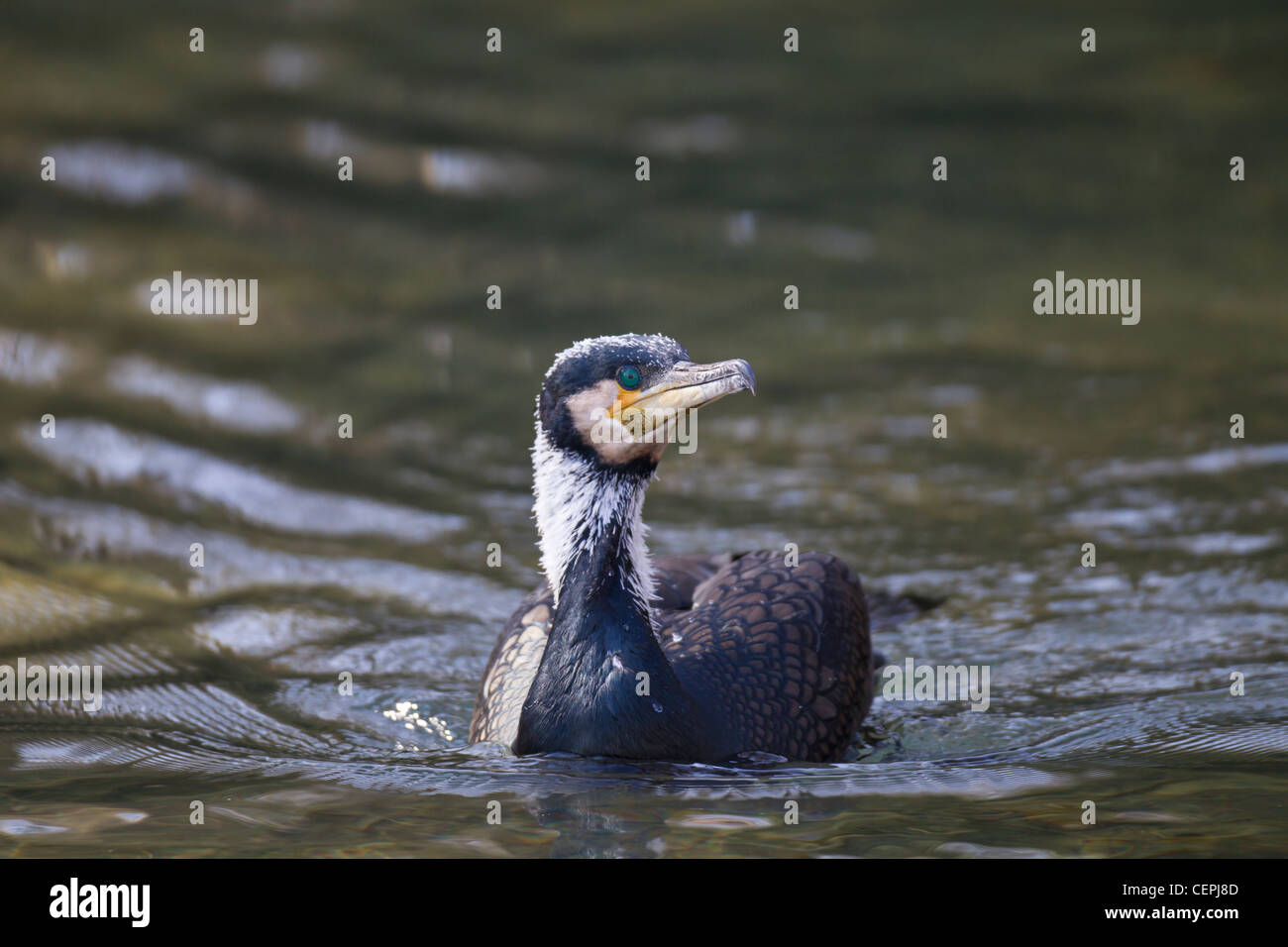 Kormoran, Phalacrocorax carbo, great cormorant Stock Photo