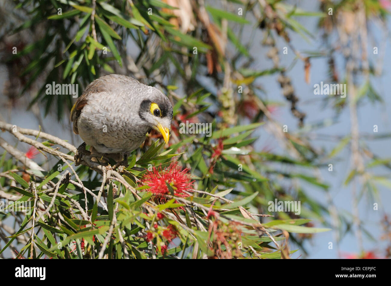 Noisy Miner Manorina melanocephala Photographed in Queensland, Australia Stock Photo