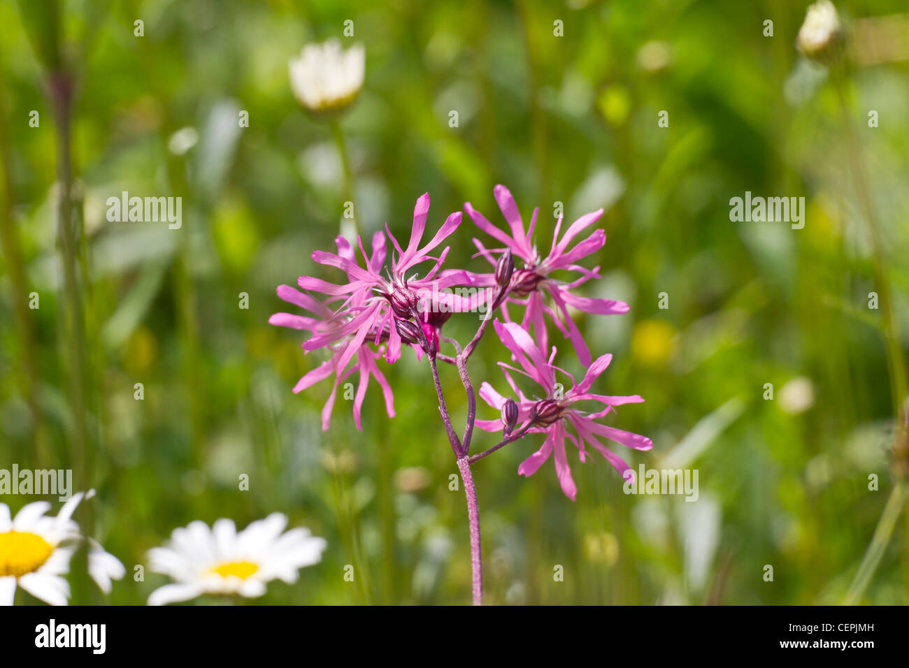 Wiesenblume hi-res stock photography and images - Alamy