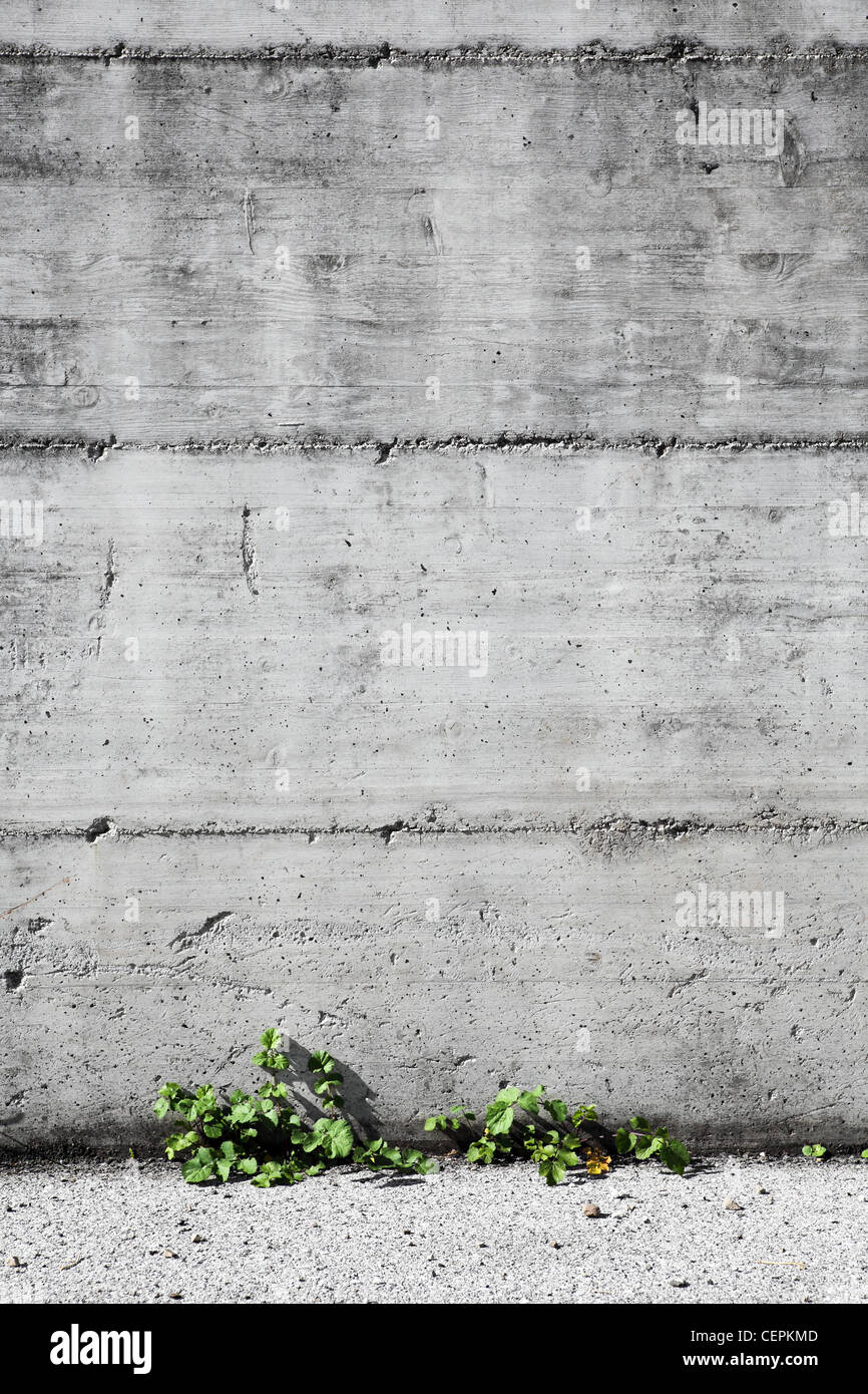 Concrete and small plants background Stock Photo - Alamy