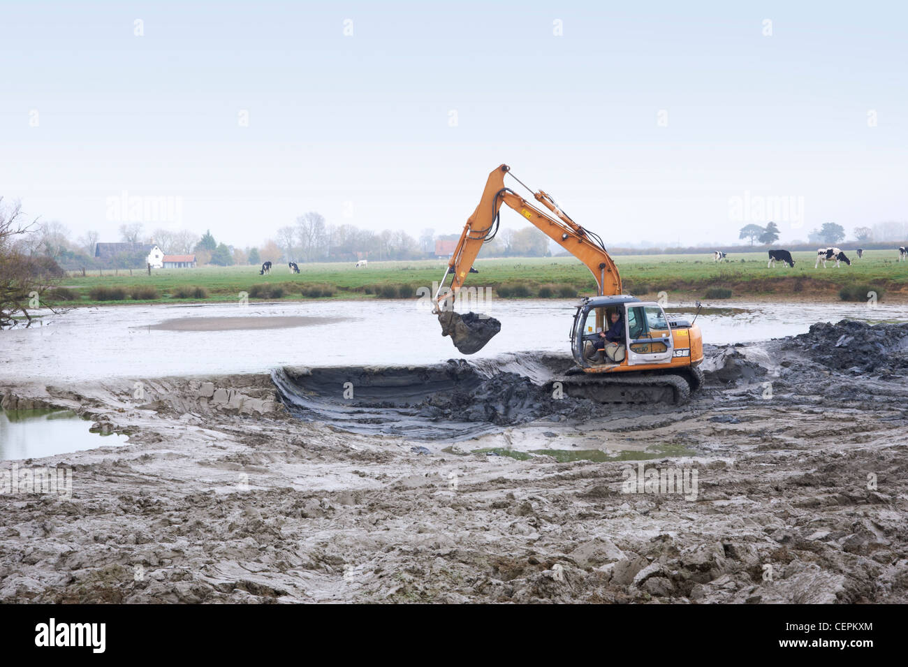 A pond being dredged with a small digger in a pastoral/rural setting with cows on the common in the background. Stock Photo