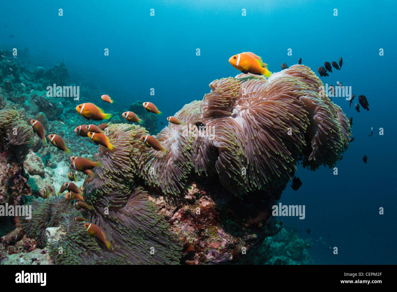 Family of Maldives Anemonefish, Amphiprion nigripes, Heteractis magnifica, Baa Atoll, Indian Ocean, Maldives Stock Photo