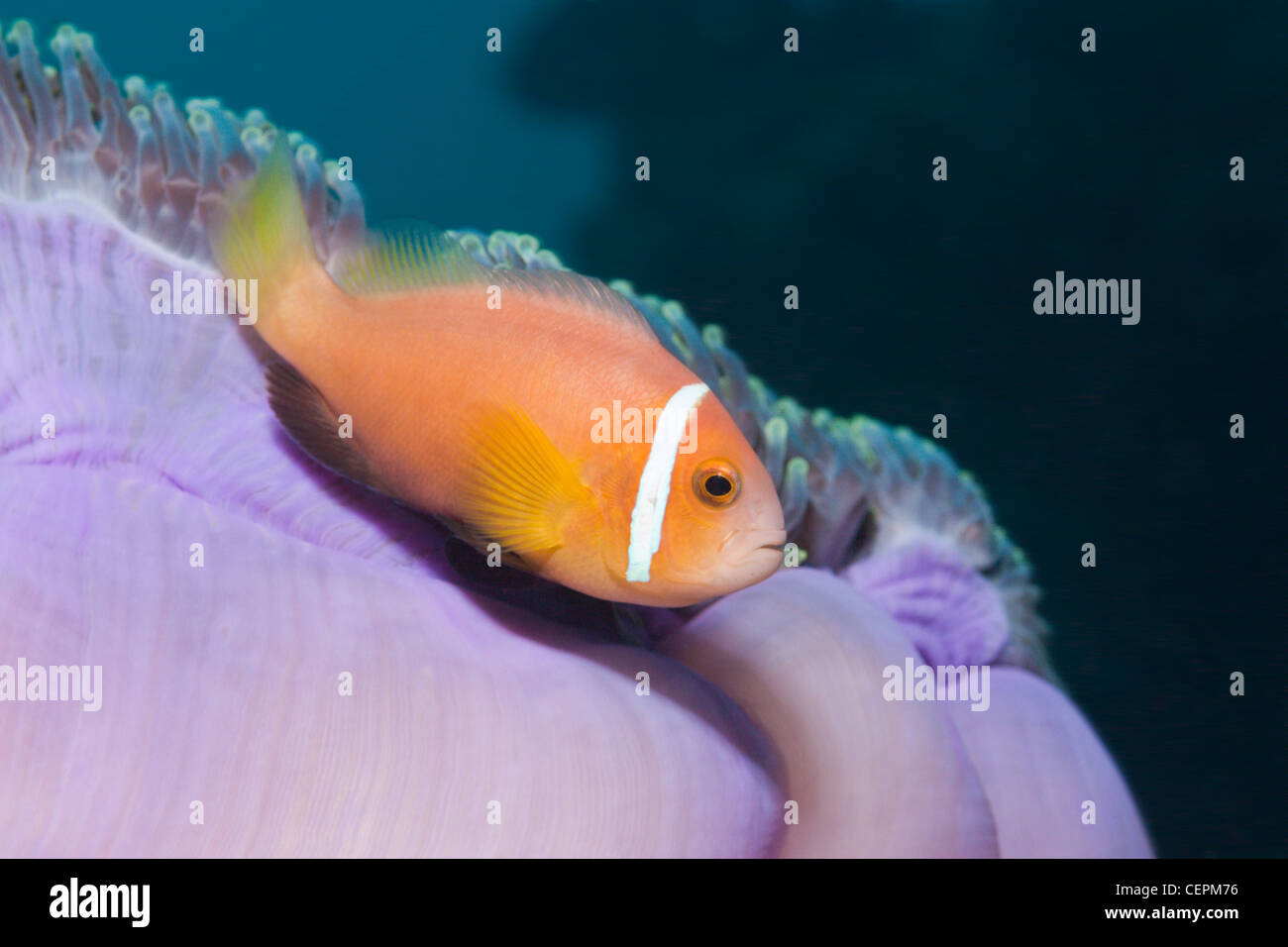 Maldives Anemonefish in Magnificent Sea Anemone, Amphiprion nigripes, Heteractis magnifica, Baa Atoll, Indian Ocean, Maldives Stock Photo