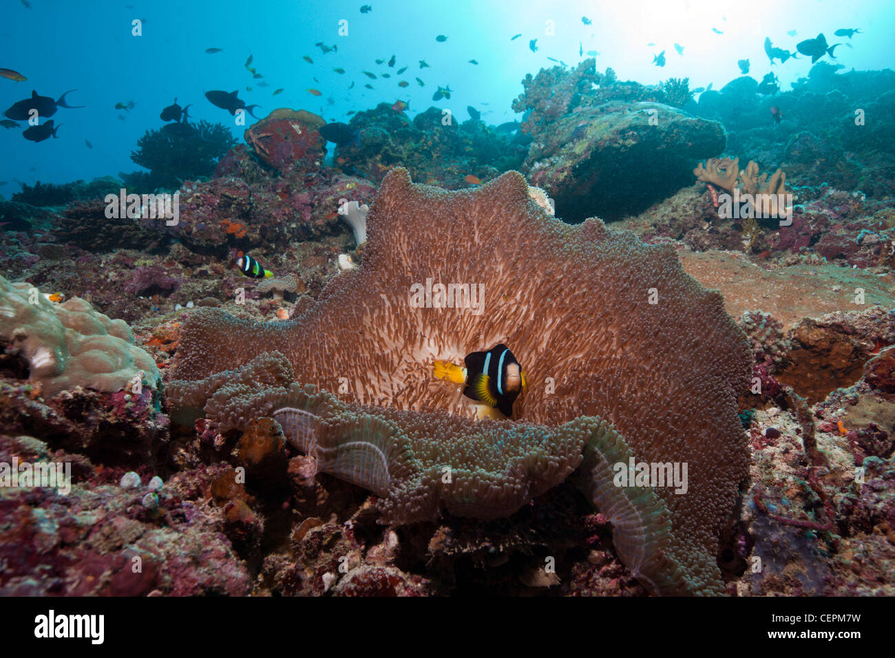 Orange-fin Anemonefish in Carpet Sea Anemone, Amphiprion chysopterus, Baa Atoll, Indian Ocean, Maldives Stock Photo